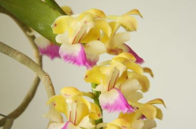 Aerides houlletiana