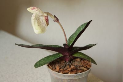 Paphiopedilum leucochilum Top Ten