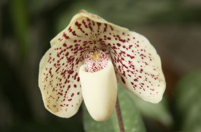 Paphiopedilum leucochilum Top Ten