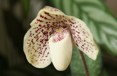 Paphiopedilum leucochilum Top Ten