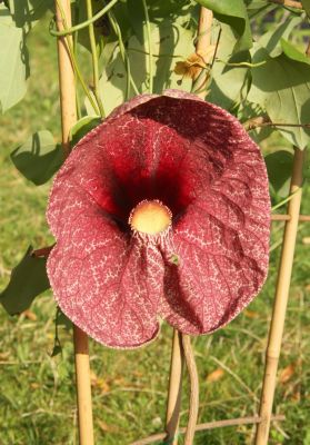 Gespensterpflanze (Aristolochia gigantea)