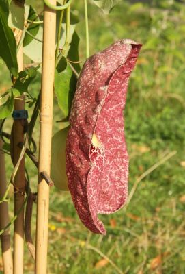 Gespensterpflanze (Aristolochia gigantea)