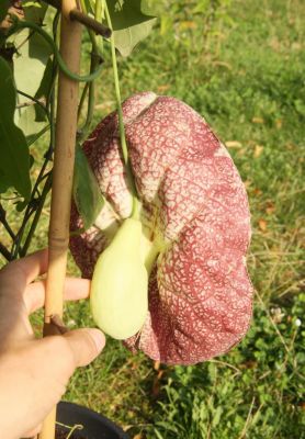 Gespensterpflanze (Aristolochia gigantea)