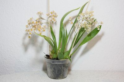 Oncidium "Tiny Twinkle"