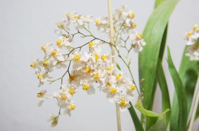 Oncidium "Tiny Twinkle"