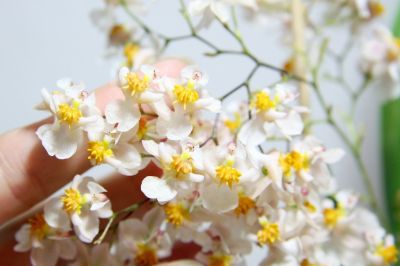 Oncidium "Tiny Twinkle"