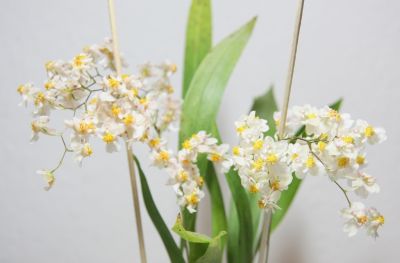 Oncidium "Tiny Twinkle"