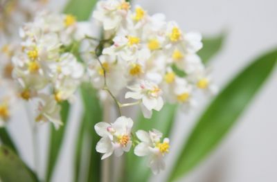 Oncidium "Tiny Twinkle"