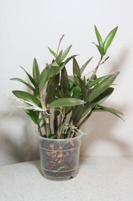 Dendrobium Hybride mit Knospen