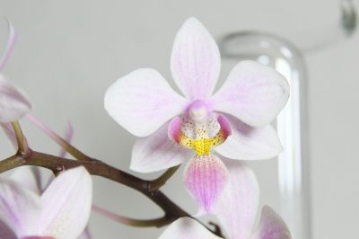 Phalaenopsis Cassandra
