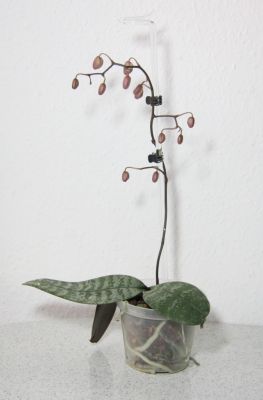 Phalaenopsis schilleriana Knospen
