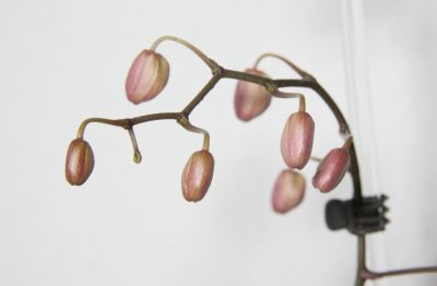 Phalaenopsis schilleriana Knospen
