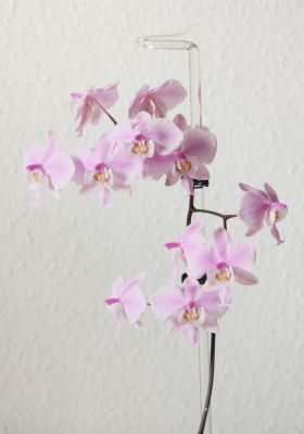Phalaenopsis schilleriana Blüten