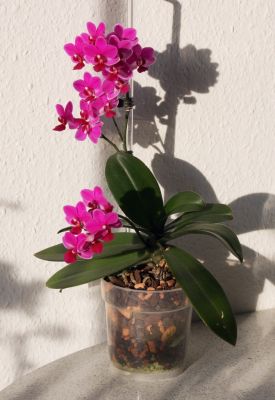 Phalaenopsis Hybride pink