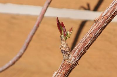 Schlingknöterich (Fallopia baldschuanica)