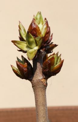 Rosskastanie (Aesculus)