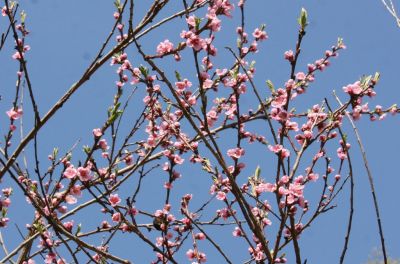 Pfirsichbaum mit Blüten