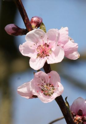 Erste Pfirsichblüten