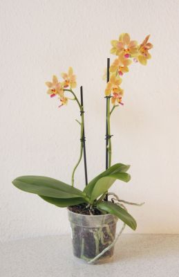 Phalaenopsis Tzu Chiang Balm