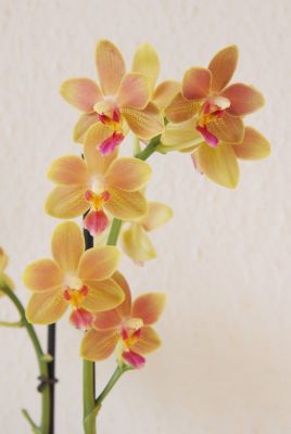 Phalaenopsis Tzu Chiang Balm