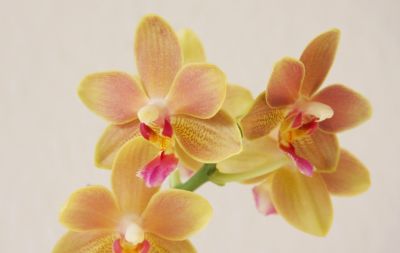 Phalaenopsis Tzu Chiang Balm Blüten