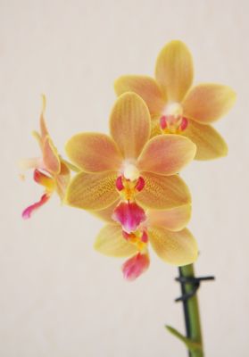 Phalaenopsis Tzu Chiang Balm