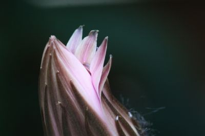 Echinopsis Hybride Knospe
