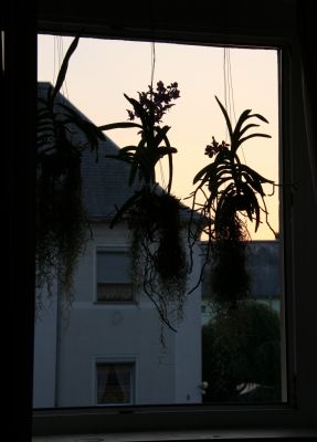 Vanda-Orchideen beim Sonnenuntergang