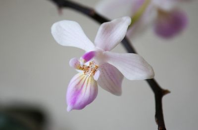 Phalaenopsis lindenii