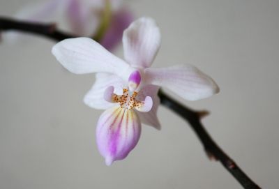 Phalaenopsis lindenii