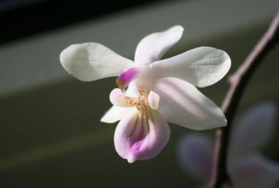 Phalaenopsis lindenii