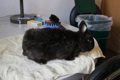 Hasi beim Friseur: Vorher