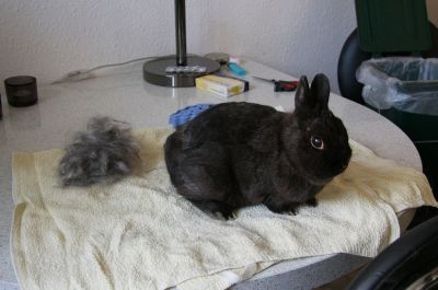 Hasi beim Friseur: Nachher