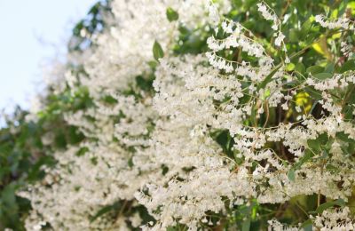 Schlingknöterich (Fallopia baldschuanica)