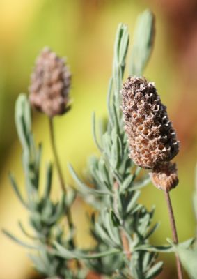 Schopf-Lavendel (Lavandula stoechas)