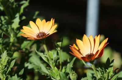 Kapkörbchen (Osteospermum)