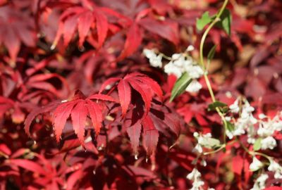 Fächerahorn (Acer palmatum)