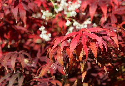 Fächerahorn (Acer palmatum)