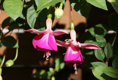 Fuchsie (Fuchsia) rosa/pink