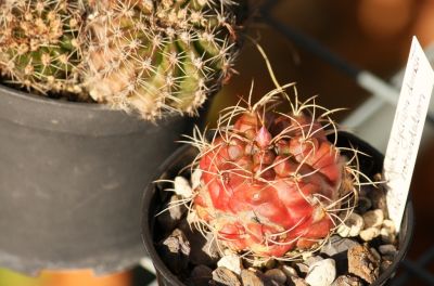 Gymnocalycium damsii v. rotundulum