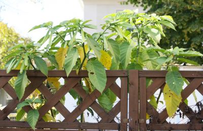 Engelstrompete (Brugmansia) mit Knospen