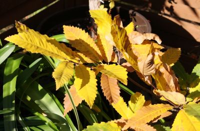 Herbstlaub der Edelkastanie (Castanea sativa)