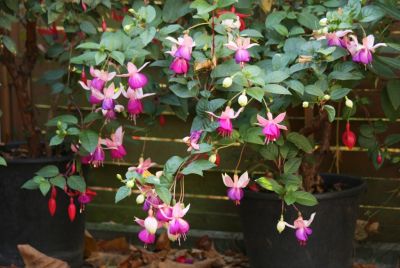 Fuchsie (Fuchsia) rosa/pink