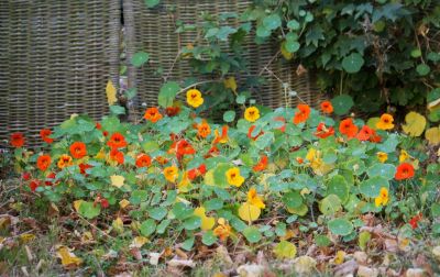 Kapuzinerkresse (Tropaeolum majus)