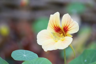 Kapuzinerkresse (Tropaeolum majus)