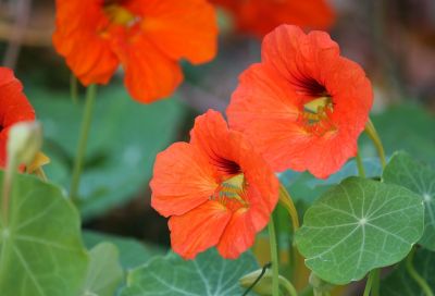 Kapuzinerkresse (Tropaeolum majus)