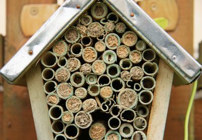 Insektenhotel gut besucht