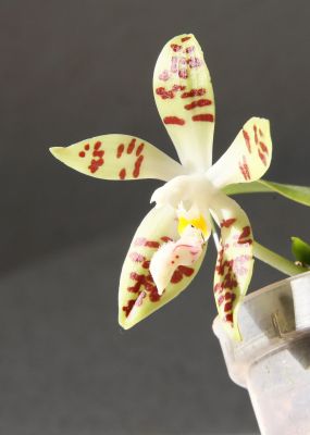 Phalaenopsis sumatrana