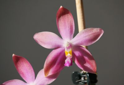 Phalaenopsis speciosa x violacea 'Dark red Wu'