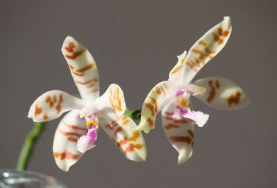 Phalaenopsis tetraspis x mariae